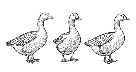 Three detailed sketches of geese in line art style