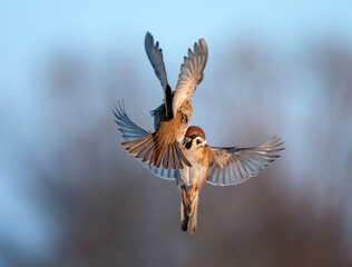 Obraz premium Two angry birds sparrows flap their feathers and wings in a fight in the garden