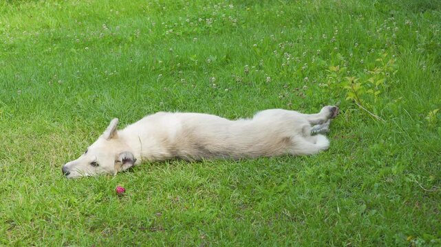 A dog rolled over on its back on the grass, A dog rolled over on its back on the grass, A white dog lay down on a green lawn