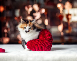  a fluffy playful kitten with a big red heart in its paws on Valentine's Day on a shiny background