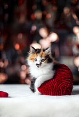  a fluffy playful kitten with a big red heart in its paws on Valentine's Day on a shiny background