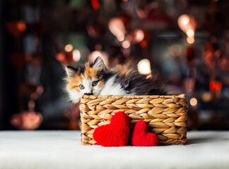 a fluffy, playful kitten peeks out of a basket with red hearts on Valentine's Day against a bright background