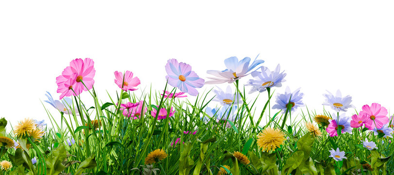 Spring flowers green grass isolated