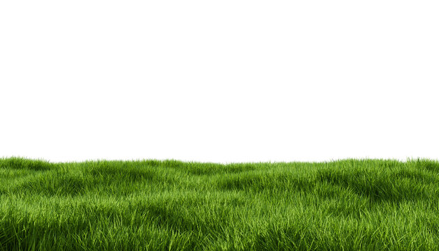 Grass field.  Green grass meadow. Nature landscape