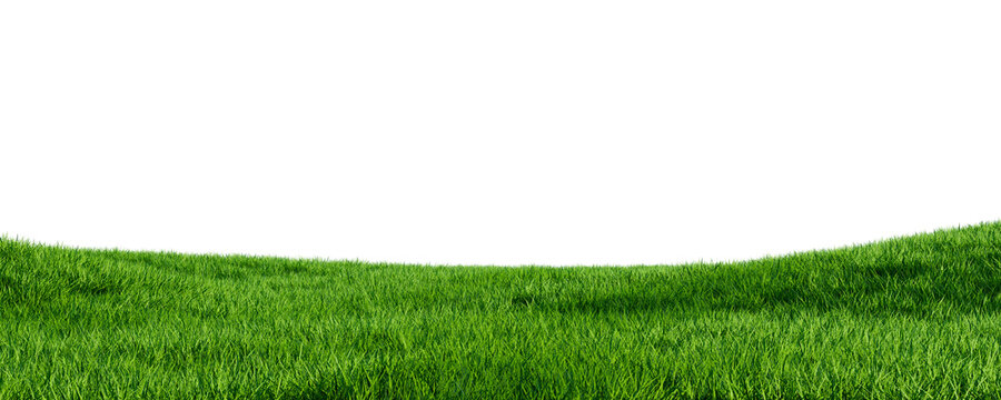 Grass field.  Green grass meadow. Nature landscape