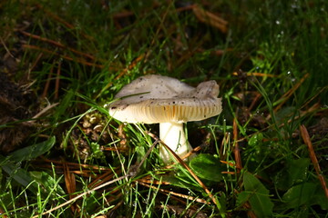 A macro photo of a wild mushroom growing among fresh green grass, covered with drops of morning dew. The soft natural light emphasizes the texture of the lamellae and creates a feeling of silence,