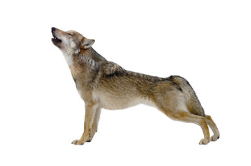 howling gray wolf isolated on background
