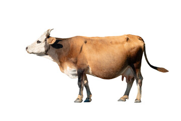 spotted cow isolated on white background