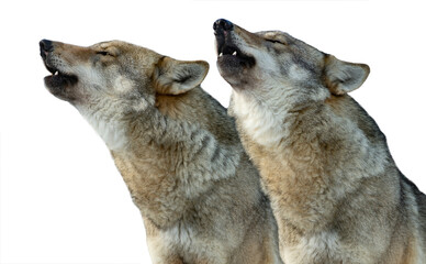 Two gray howling wolves isolated on white background