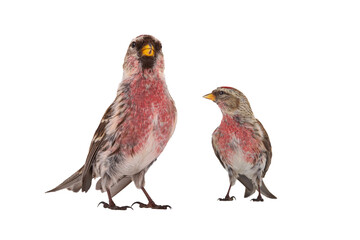 two male common redpoll (acanthis flammea) isolated on white background