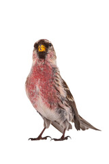 male common redpoll (acanthis flammea) isolated on white background