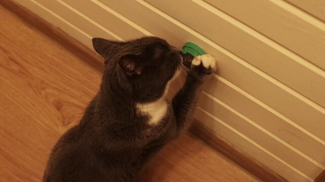 Curious domestic cat sits by a wall and plays with a hanging catnip ball, biting and chewing it with paws. Funny pet behavior, indoor enrichment toy, cozy home lifestyle scene