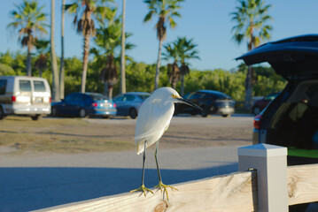 White Egret Perched on Wooden Fence in Parking Lot Under Palm Trees by Cars. Stands on a wooden railing in a sunny parking area, with palm trees and parked cars in the background, evoking calm coastal