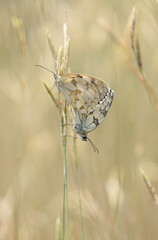 Iberian Marbled White, Melanargia lachesis butterflies
