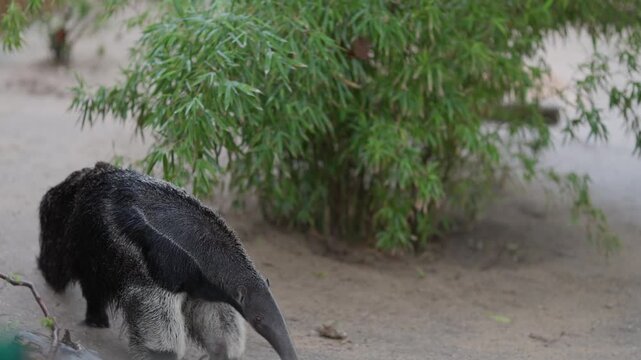 Giant anteater walking in its sandy habitat