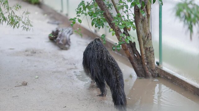 Wet binturong walking in a puddle at the zoo