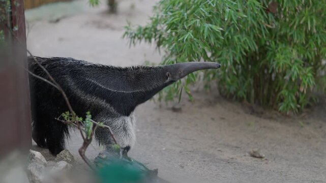 Giant anteater walking in natural habitat enclosure