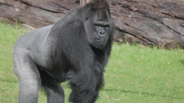 Dominant silverback gorilla standing in grass