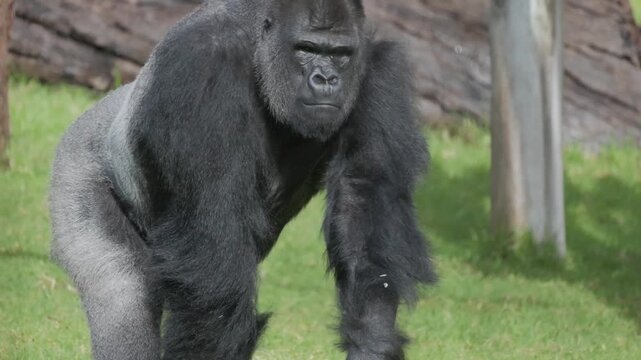 Dominant silverback gorilla walking on grass