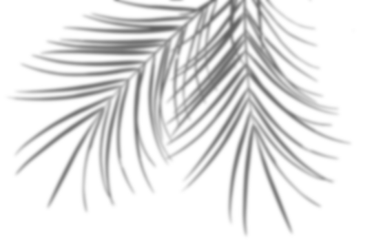 Realistic palm leaf shadow overlay effect. isolated transparent background. Dark botanical silhouette. Exotic summer foliage shadow overlay. Minimal nature pattern for luxury design, wallpaper, poster - Powered by Adobe