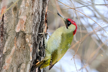 A european green woodpecker,Picus Viridis, perched on a tree and looking for larvae under the bark of a tree trunk.
