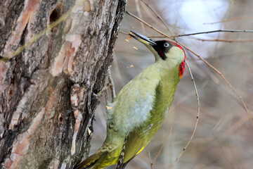 A european green woodpecker,Picus Viridis, perched on a tree and looking for larvae under the bark of a tree trunk.