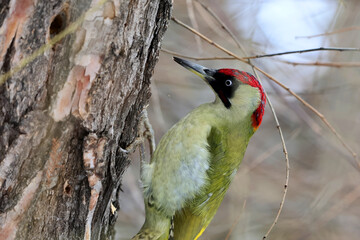 A european green woodpecker,Picus Viridis, perched on a tree and looking for larvae under the bark of a tree trunk.