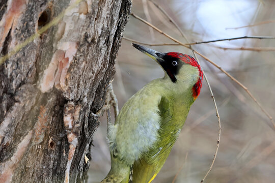 A european green woodpecker,Picus Viridis, perched on a tree and looking for larvae under the bark of a tree trunk. - Powered by Adobe