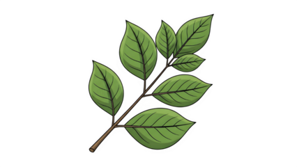 Illustration of a green leafy branch with multiple leaves on a transparent background