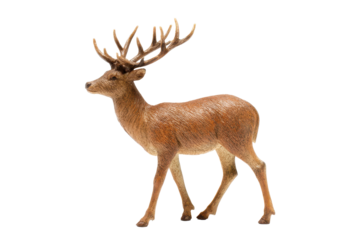 Small deer stag with branching antlers and warm brown coat, standing pose with defined hooves and natural fur texture, isolated on transparent background.
