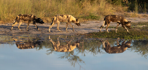 Three endangered African Painted Dog (Lycaon pictus) reflected in a waterhole in Botswana's...