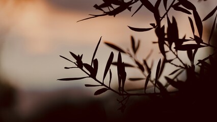 Mediterranean olive branch silhouette at golden hour, minimalist nature background with copy space.