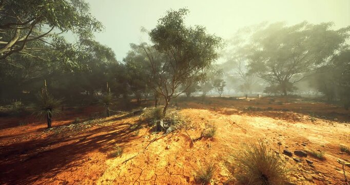 Bright sunlight filters through the trees in a serene forest setting. The ground is covered in orange soil with patches of grass, creating a peaceful atmosphere of wild beauty.
