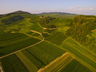 Reben Weinberge Luftaufnahme Drohnenbider