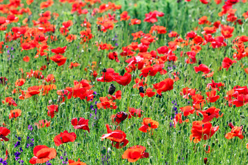 Fototapeta premium A meadow of poppies under the spring sun, nature background