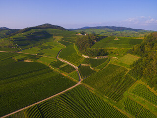 Reben Weinberge Luftaufnahme Drohnenbider