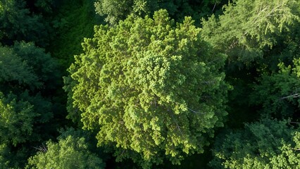 Aerial view of a large tree surrounded by lush green foliage in a dense forest with sunlight filtering through the leaves