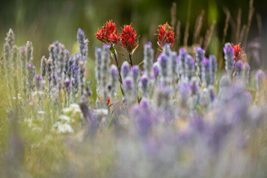 Paintbrush (Castilleja sp.) bloom in a high alpine meadow over 11,000 feet near Leadville in the mountains of Colorado, USA. 