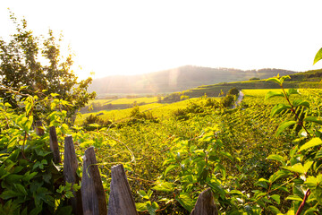 Weinberge Reben Winzer