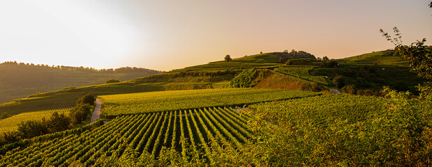 Obraz premium Weinberge Reben Winzer