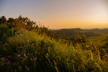 Weinberge Reben Winzer