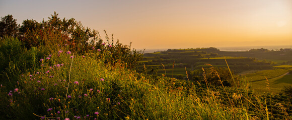 Weinberge Reben Winzer