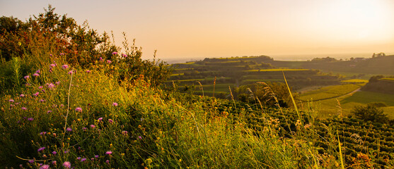 Weinberge Reben Winzer