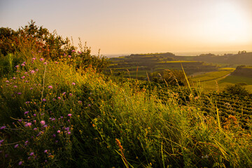 Weinberge Reben Winzer