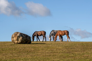 Fototapeta premium Horses grazing on an open hill pasture beside a large rock under a blue sky with soft clouds. Tranquil rural countryside scene illustrating free-ranging horses, natural landscape, open space