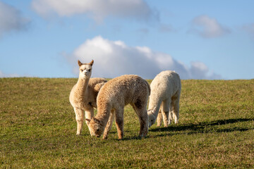 Obraz premium Group of young alpacas grazing together on a green hillside under a blue sky with soft clouds. Calm rural farm scene showing baby alpacas in natural pasture, representing peaceful countryside life