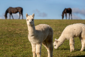 Fototapeta premium Young alpacas standing and grazing on a green pasture with horses in the background under a blue sky. Peaceful rural farm scene showing harmony between different farm animals, natural countryside life
