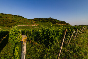 Weinberge Reben Winzer