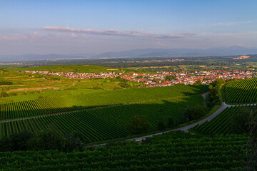 Weinberge Reben Winzer