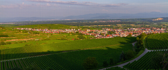 Weinberge Reben Winzer